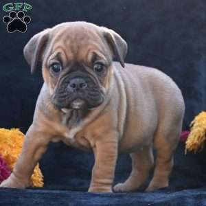 Darla, Miniature Bulldog Puppy